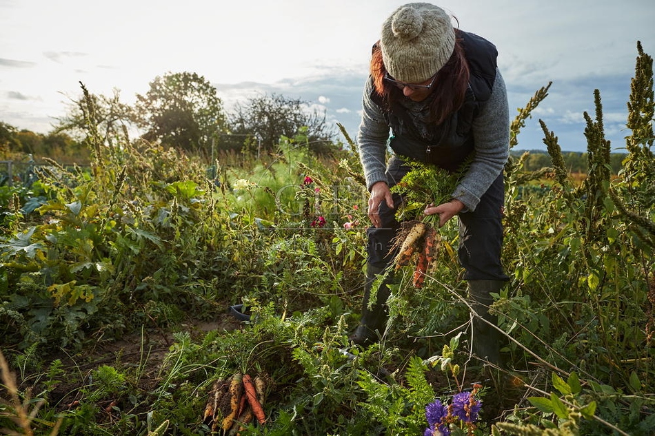100675 Frau arbeitet im Garten, Krotten ernten