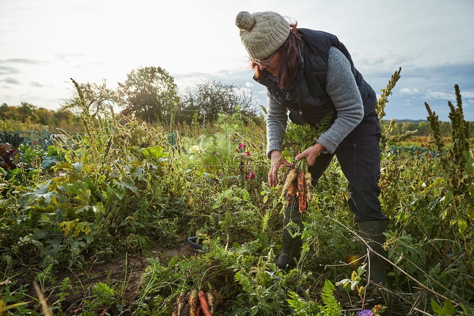 100676 Frau arbeitet im Garten, Krotten ernten