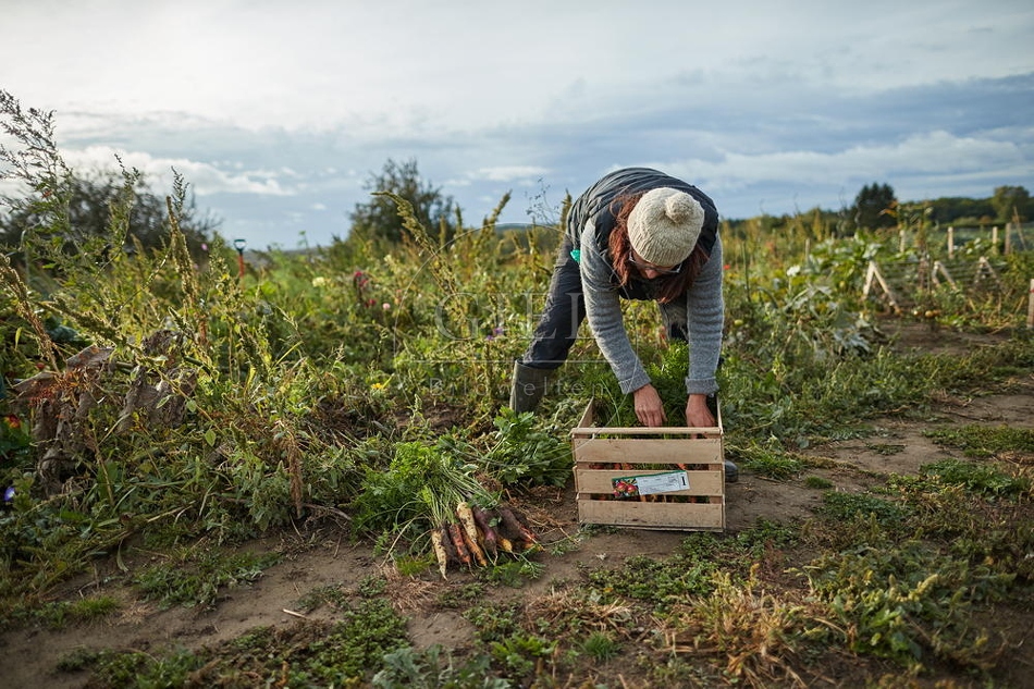 100681 Frau arbeitet im Garten, Karotten ernten