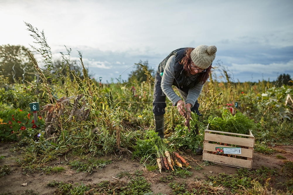 100682 Frau arbeitet im Garten, Karotten ernten