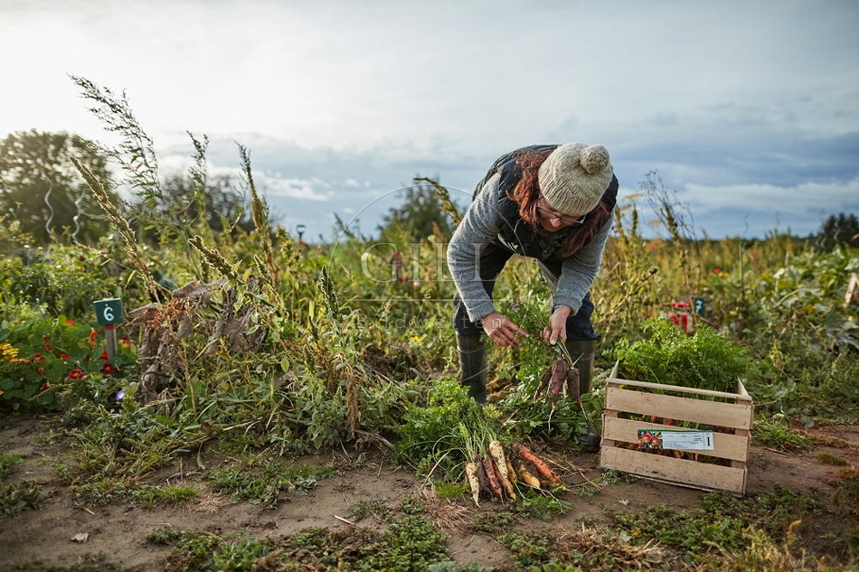 100683 Frau arbeitet im Garten, Karotten ernten