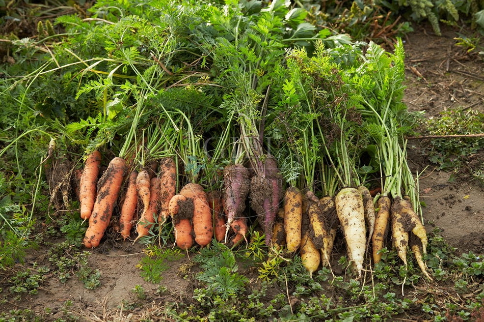 100684 Geerntete Karotten