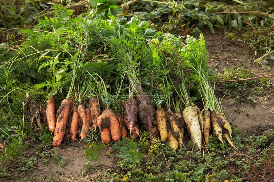 100685 Geerntete Karotten