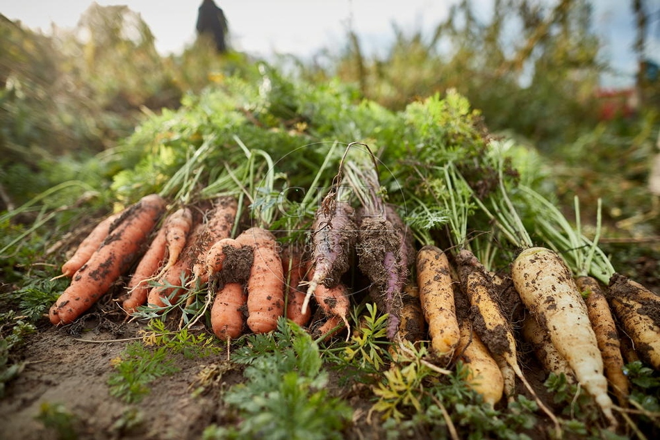 100686 Geerntete Karotten