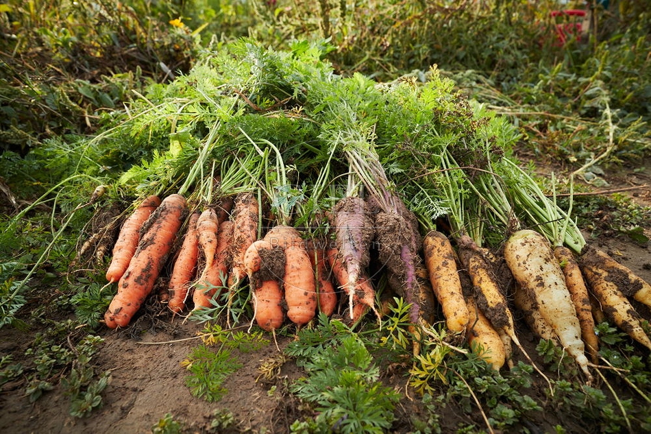 100687 Geerntete Karotten
