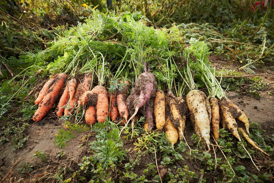 100688 Geerntete Karotten