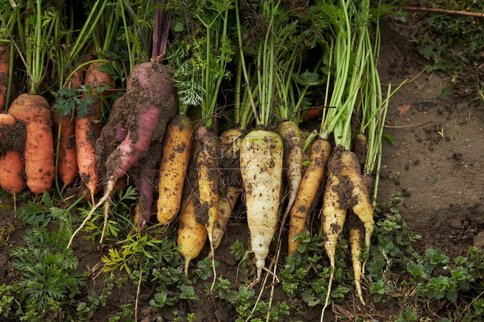 100690 Geerntete Karotten