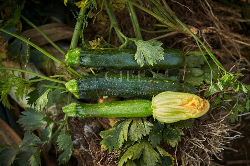 100695 Zucchini, Früchte mit Blüte