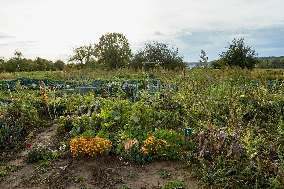 100708 Selbsternteacker, Garten