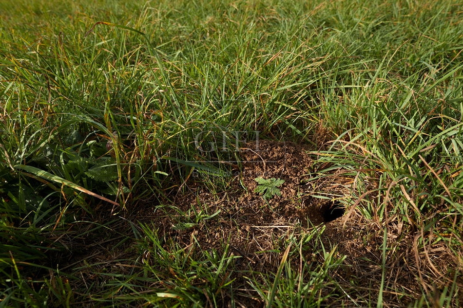 100720 Mauseloch in der Wiese