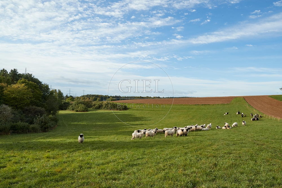 100721 Schafherde auf einer Wiese