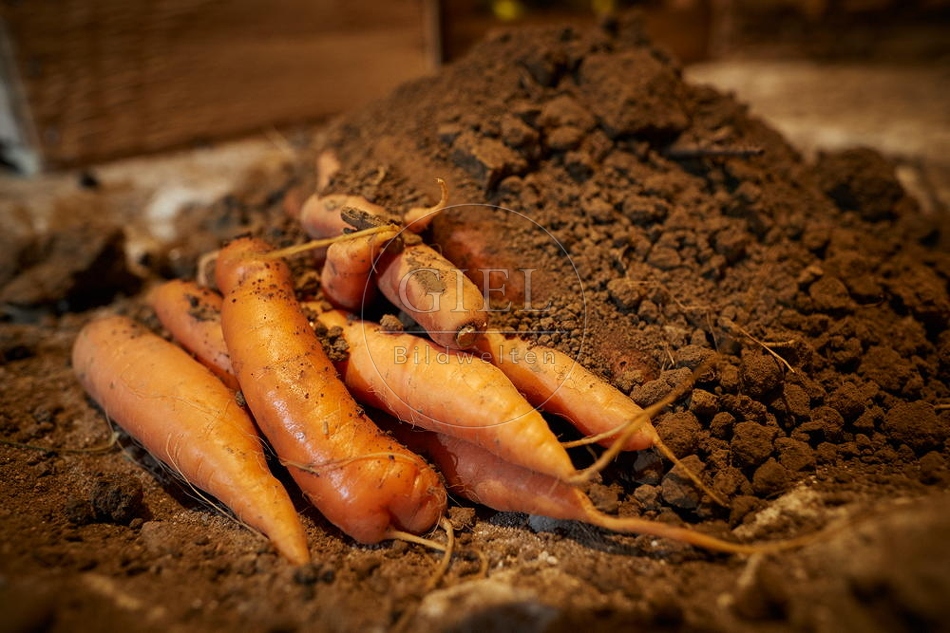 100732 Karotten werden in Erde gelagert