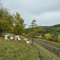 100764 Ziegen beweiden Bahnlinie