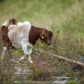 100769 Ziegen beweiden Bahnlinie