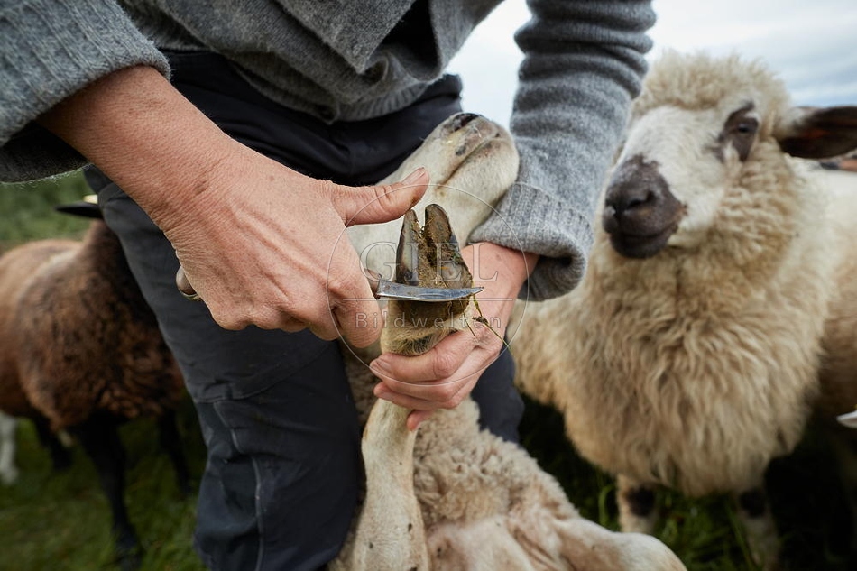 100834 Klauenpflege beim Schaf