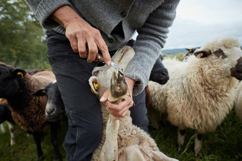 100836 Klauenpflege beim Schaf