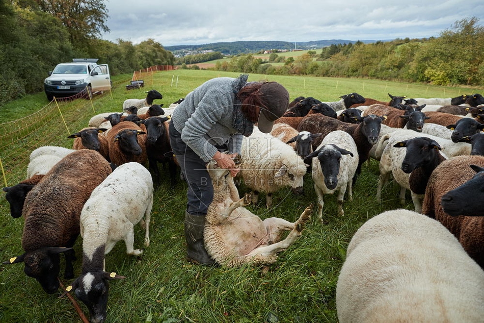 100837 Schäferin fängt Schaf für die Klauenpflege