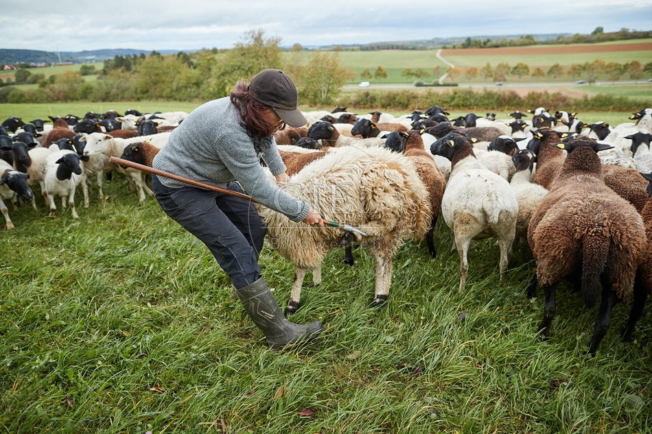 100842 Schäferin fängt Schaf für die Klauenpflege
