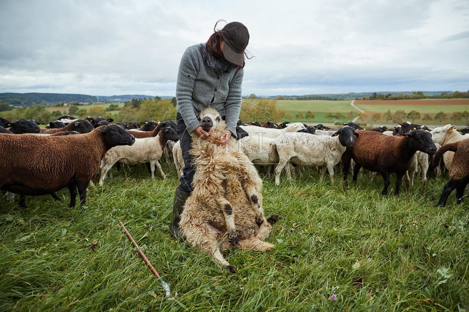 100845 Schäferin fängt Schaf für die Klauenpflege