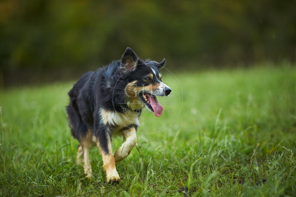 100853 Border Collie, rennt