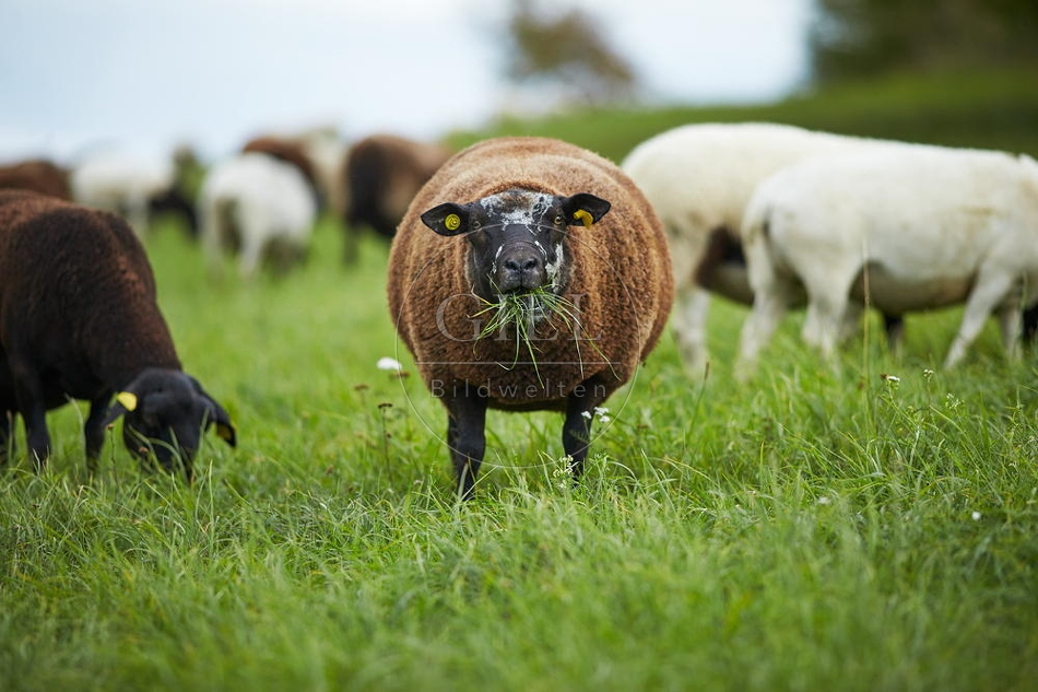 100885 Schaf frisst Gras