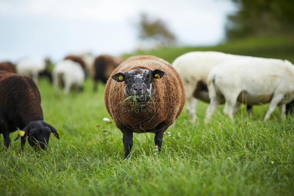 100886 Schaf frisst Gras