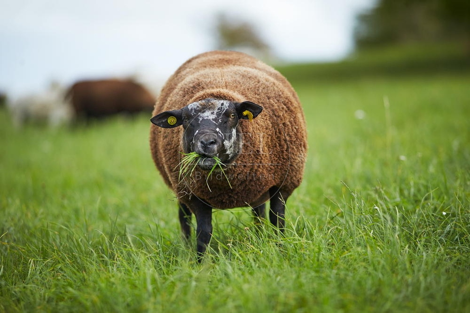 100887 Schaf frisst Gras