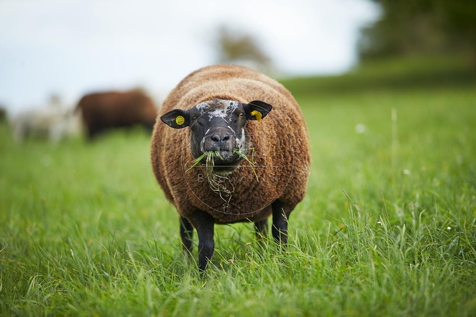 100889 Schaf frisst Gras