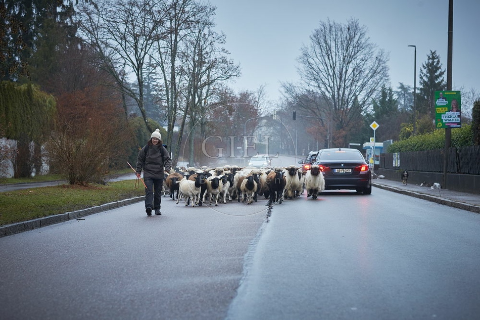 101692 Schäferin mit Schafherde auf Straße