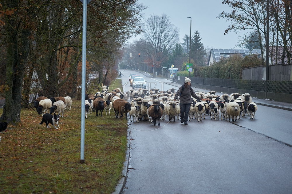 101694 Schäferin mit Schafherde auf Straße