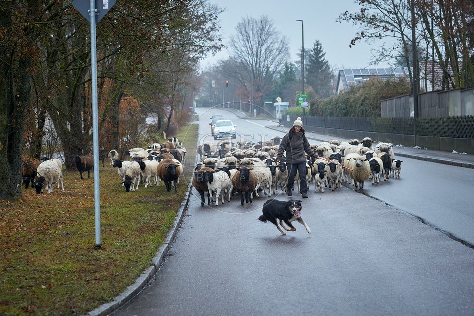 101695 Schäferin mit Schafherde auf Straße