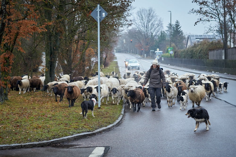 101697 Schäferin mit Schafherde auf Straße