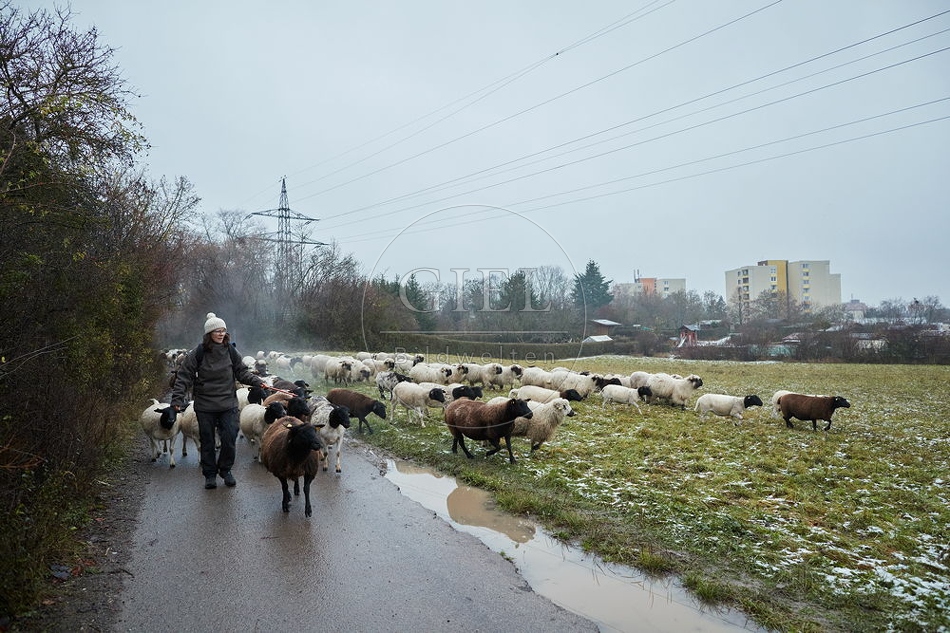 101698 Schäferin mit Schafherde auf Straße
