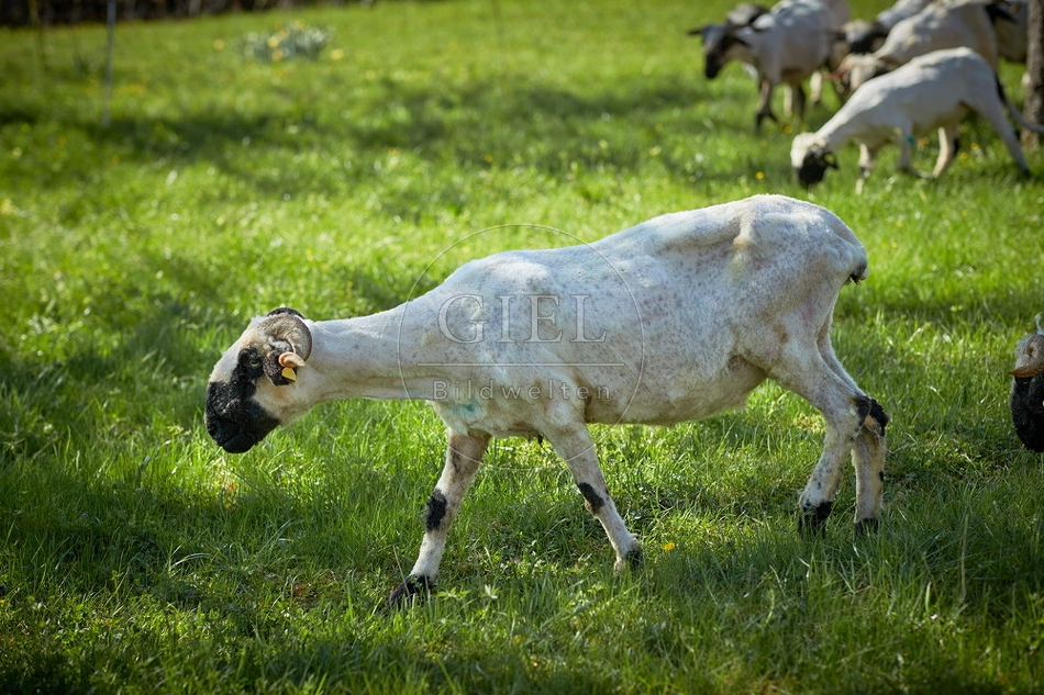 104044 Walliser Schwarznasenschaf, geschoren