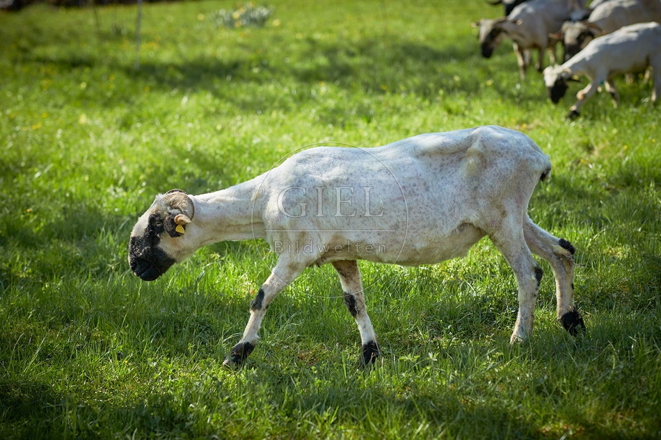 104045 Walliser Schwarznasenschaf, geschoren