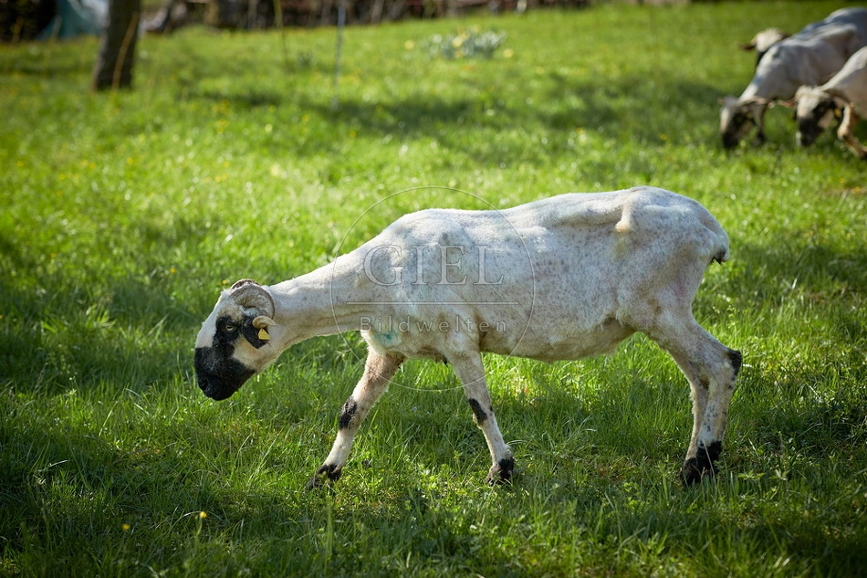 104046 Walliser Schwarznasenschaf, geschoren
