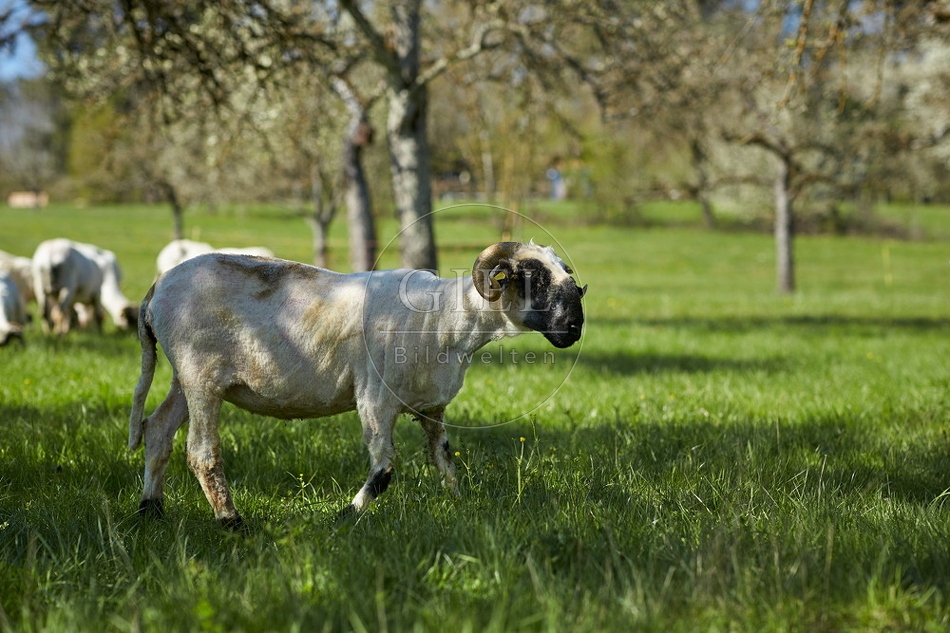 104047 Walliser Schwarznasenschaf, geschoren