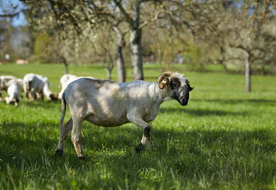 104048 Walliser Schwarznasenschaf, geschoren