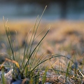 106073 Wilder Schnittlauch bei Sonnenaufgang