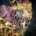106087 Ausgegrabener Wilder Schnittlauch