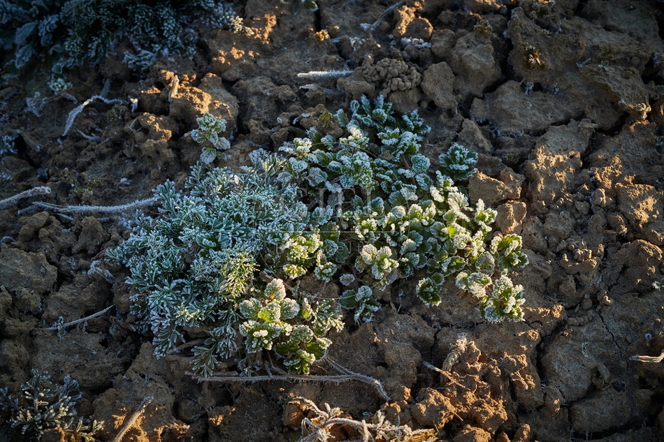 106098 Wildpflanzen, Kräuter im Winter