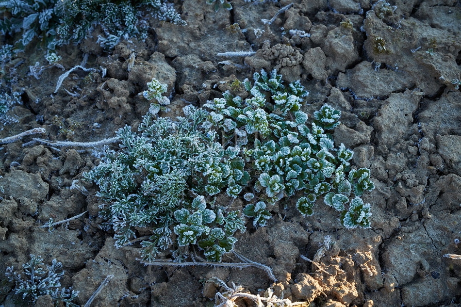 106099 Wildpflanzen, Kräuter im Winter