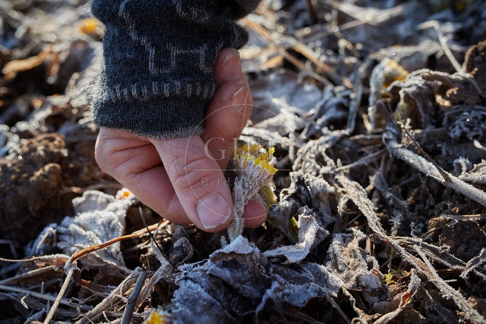 106110 Huflattich sammeln im Winter
