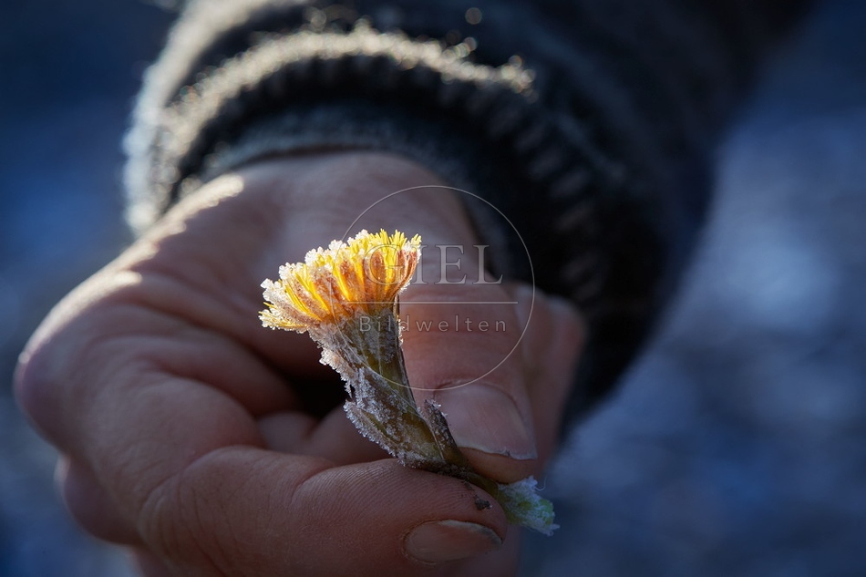 106115 Huflattich sammeln im Winter