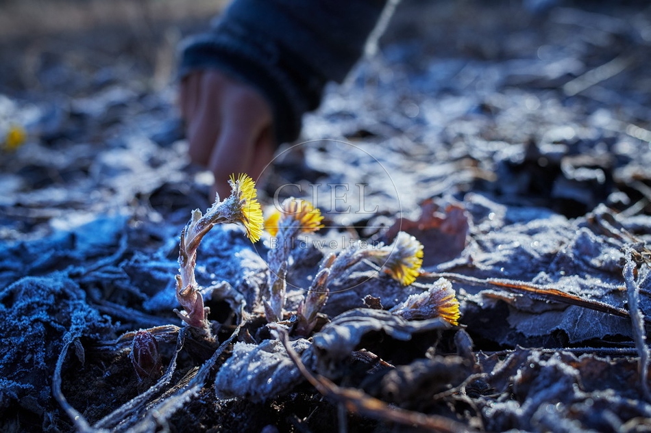 106122 Huflattich sammeln im Winter