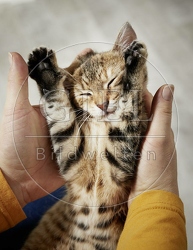 106201 junge Hauskatze