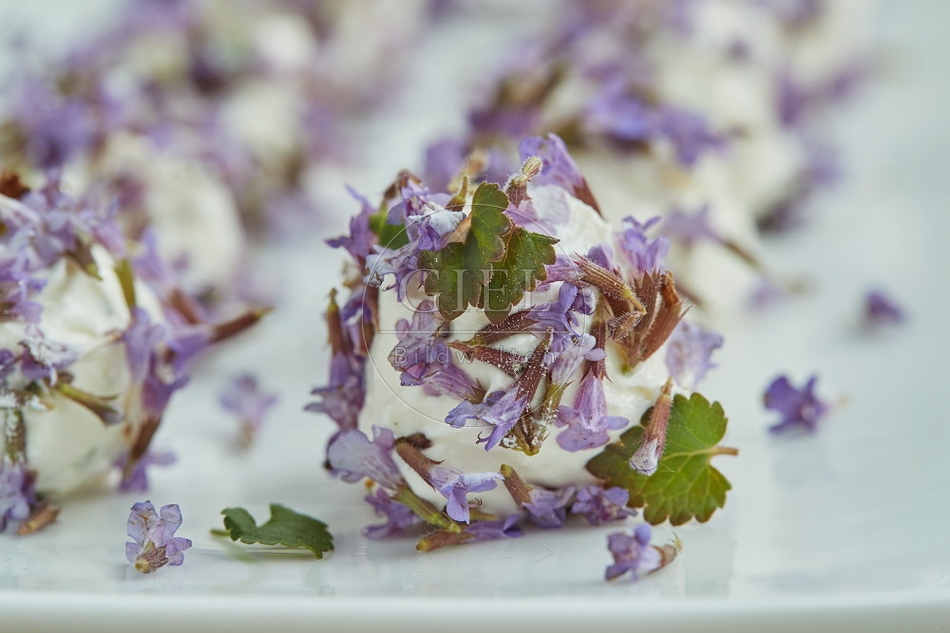 106731 Frischkäsekugeln mit Gundermann-Blüten