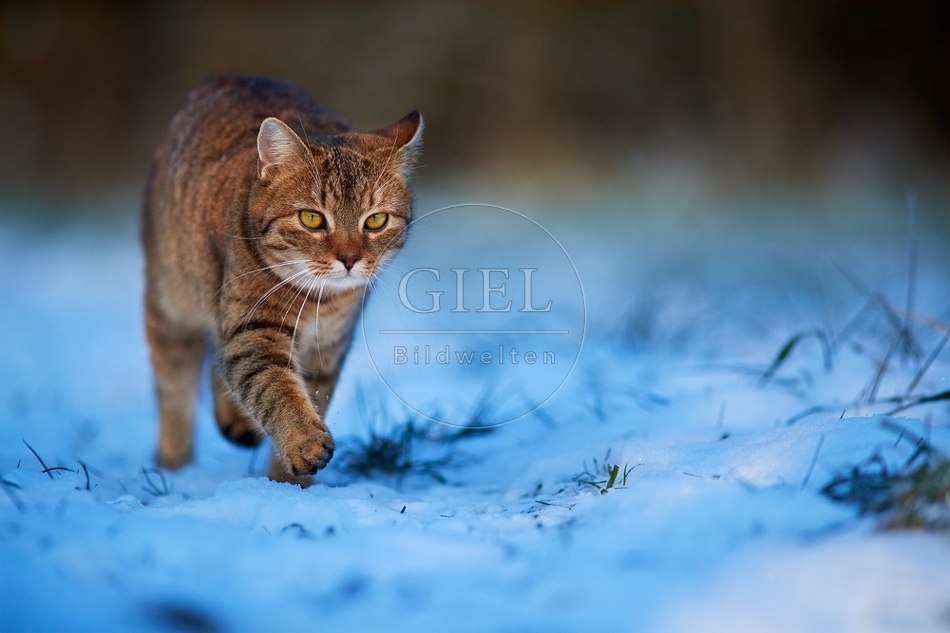 109082 Hauskatze