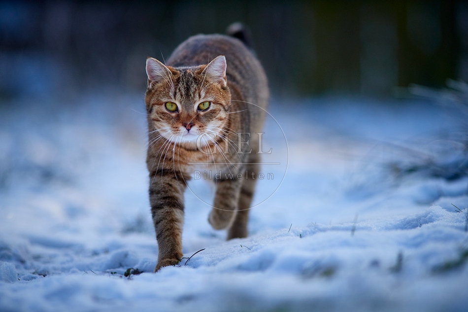109103 Hauskatze