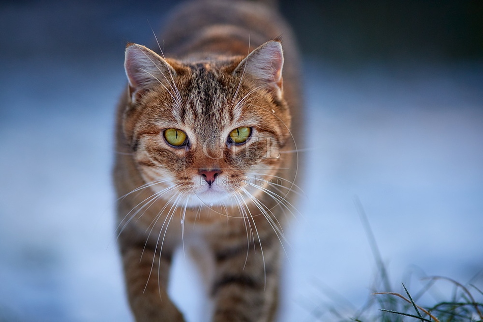 109105 Hauskatze